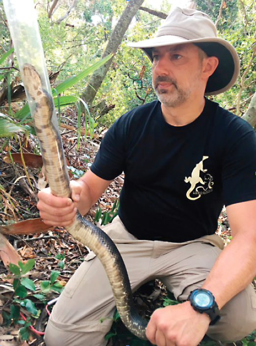 David Wooten is shown “tubing” a snake, a technique that allows researchers to safely take tissue samples, insert ID tags and monitor the health of the venomous reptiles. (Courtesy photo)