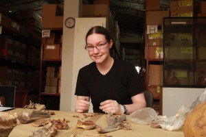 An array of bones sits before the anthropology student who now must take the bones and put them into Standard Anatomic Position (SAP).