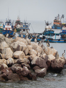 Pelicans line the rocks while below swim small fishes, possible breakfast for the pelicans.