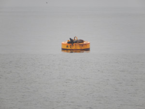 Sea lions lunge on the buoys out in the bay of Ilo.